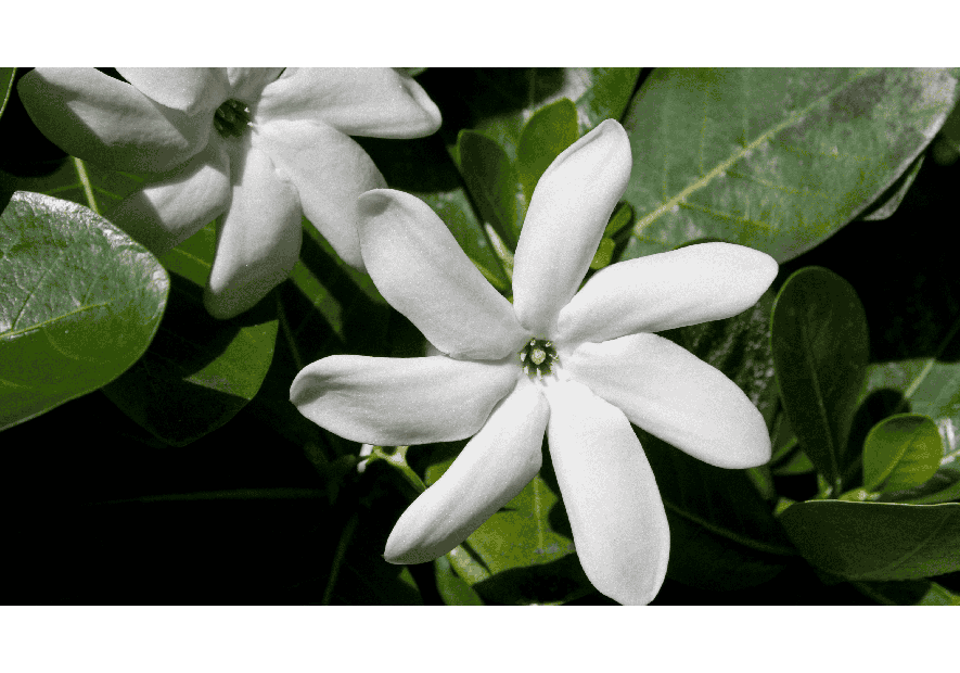 Monoï des Îles : pyramide olfactive & parfum