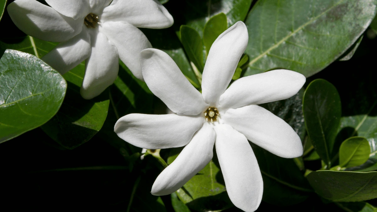Univers parfumé Monoï des Îles TEKAMAKA