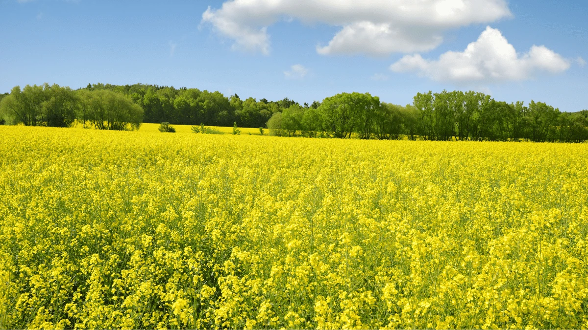 Cire végétale de colza utilisée pour les bougies TEKAMAKA