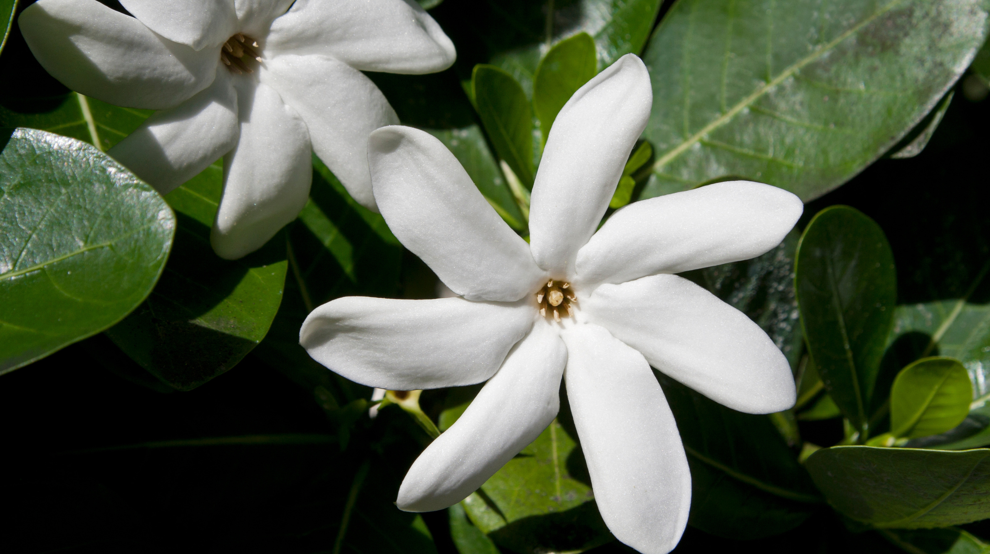 Univers parfumé Monoï des Îles TEKAMAKA